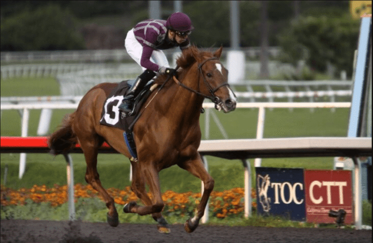 How to Spot a Champion Racehorse