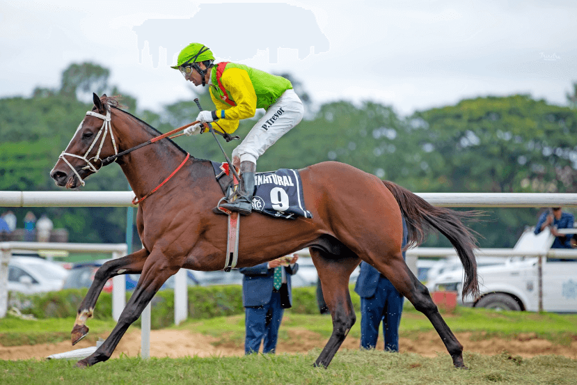 How to Spot a Horse With Potential for Racing