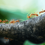 How Nature Inspires Swarm Algorithms