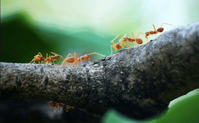 How Nature Inspires Swarm Algorithms